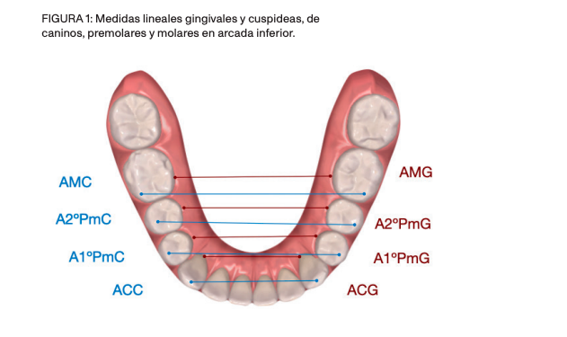 Estudio dentoalveolar